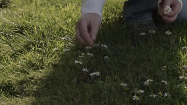 Woman Meadow Picking Daisy Flowers Medium Shot — 图库视频影像