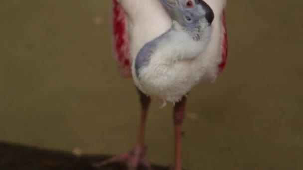 Roseate Spoonbill Shaking Its Head Slow Motion — Vídeo de stock