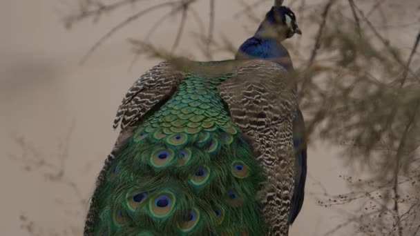 Pavo Real Hermosos Colores Parte Posterior — Vídeos de Stock