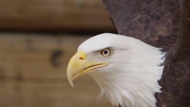 Águila Calva Mira Alrededor Cerca Super Cámara Lenta — Vídeo de stock