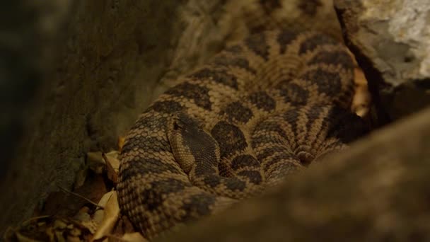 Massasauga Rattlesnake Curled Nicely — Stock videók