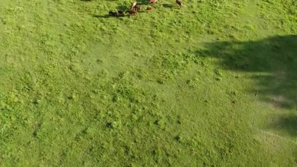 Aerial Drone Video Flying Herd Horses Horses Eating Grass Country — Stockvideo