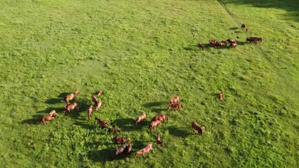 Luchtdrone Video Vliegend Een Kudde Paarden Paarden Die Gras Eten — Stockvideo