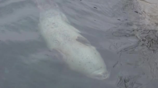 Harbor Seal Swimming Upside Slomo — Stock video