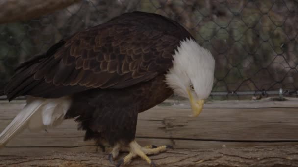 Águila Calva Herida Viviendo Santuario — Vídeo de stock