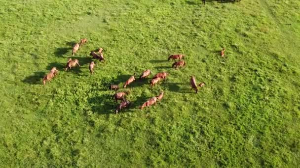 Aerial Drone Video Flying Herd Horses Horses Eating Grass Country — Stockvideo