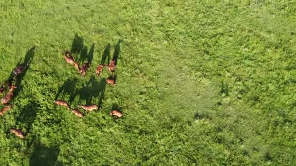 Vídeo Aéreo Del Dron Volando Sobre Una Manada Caballos Caballos — Vídeos de Stock