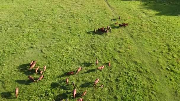 Αεροσκάφος Βίντεο Που Πετάει Πάνω Από Ένα Κοπάδι Άλογα Άλογα — Αρχείο Βίντεο