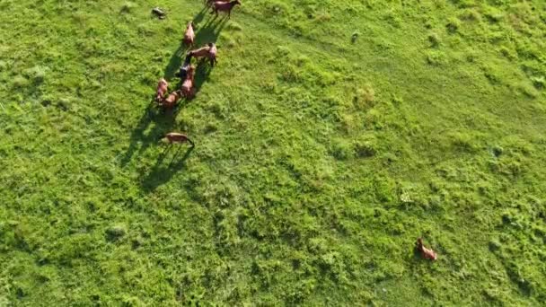 Aerial Drone Video Flying Herd Horses Horses Eating Grass Country — Stockvideo