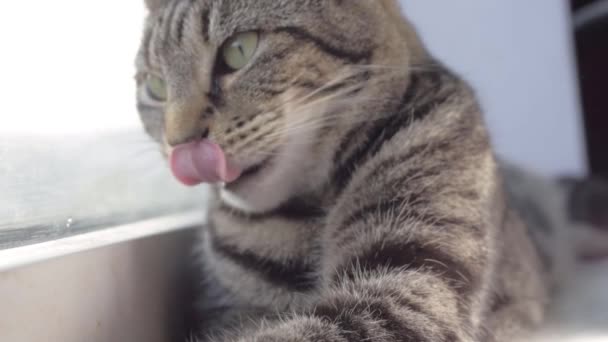 Sleepy Young Striped Tabby Yawns Looks Camera Close Shot — Vídeo de stock