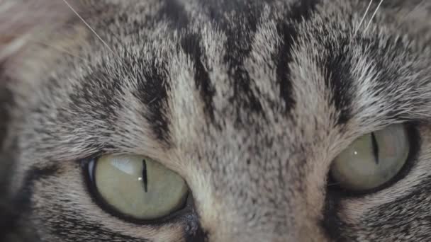 Aufmerksame Junge Gestreifte Gestromte Katze Makroschuss Der Augen — Stockvideo