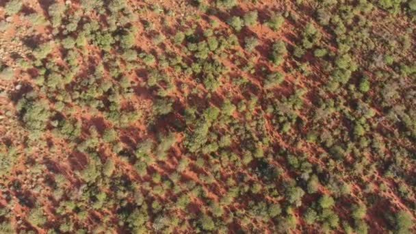 Aerial View Arid Kalahari Savanna Scattered Trees Red Sand Northern — Stock Video