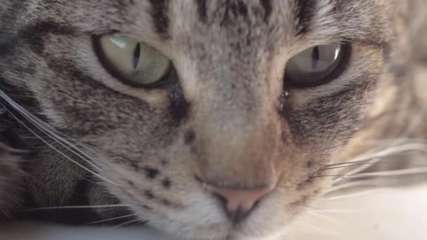 Alert Young Striped Tabby Cat Portrait Macro Shot Face — Stockvideo