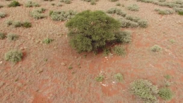 Letecký Pohled Velký Velbloudí Trn Vachellia Erioloba Suché Krajině Kalahari — Stock video