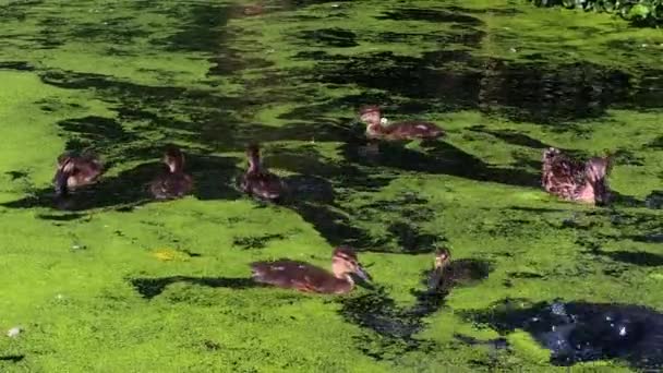 Une Mère Canard Mallard Supervise Ses Canetons Apprenant Plonger Dans — Video