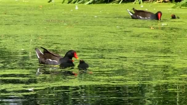 Moorhen Mothers Feed Chicks Pond Covered Algae Public Park Fulham — Wideo stockowe