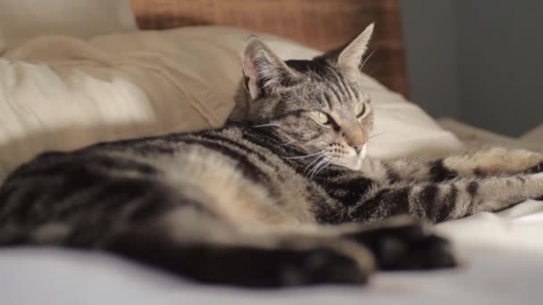 Junge Tabby Entspannt Auf Bett Blickt Kamera Medium Shot — Stockvideo