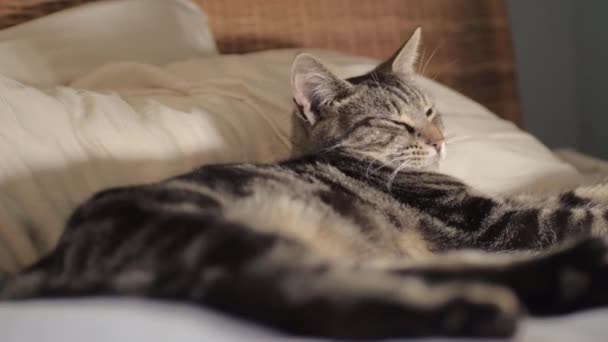 Junge Gestromte Katze Entspannt Sich Bett Medium Shot — Stockvideo