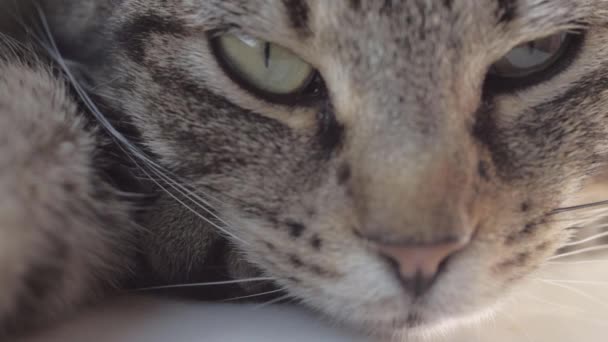 Young Striped Tabby Cat Portrait Macro Shot Looking Camera — 图库视频影像