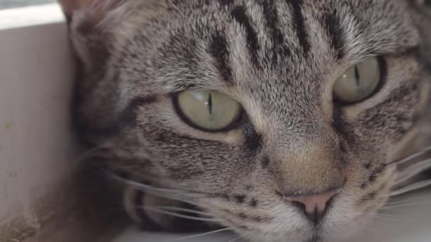 Alerta Jovem Listrado Tabby Gato Retrato Macro Tiro — Vídeo de Stock