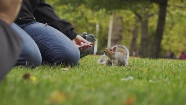 Adorable Linda Ardilla Gris Camina Sobre Hierba Verde Parque Hacia — Vídeos de Stock