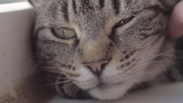 Sleepy Young Striped Tabby Enjoying Affection Owner Macro Shot — Vídeo de Stock