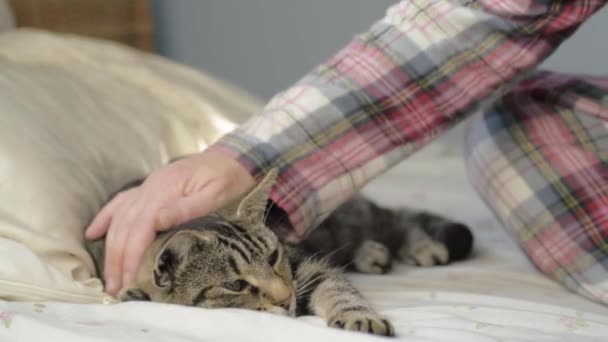 Woman Pyjamas Pets Young Tabby Cat Bed — Video Stock