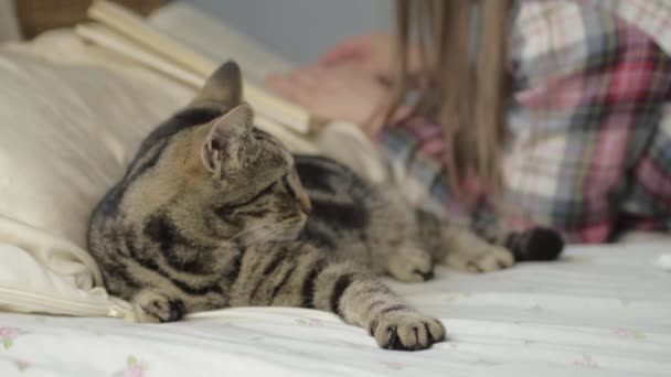 Young Tabby Cat Shares Bed Owner Reading Book Wide Shot — Stock Video
