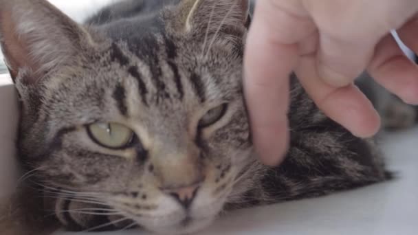 Young Striped Tabby Cat Enjoying Affection Owner Close Shot — Stock Video