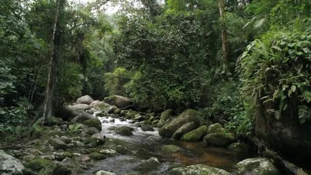 Zoom Hacia Fuera Curso Hermoso Río Dentro Una Selva Tropical — Vídeos de Stock