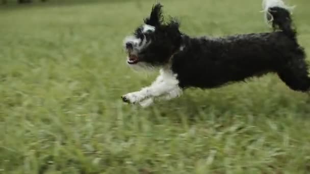 Seekor Anjing Basah Berlari Tengah Hujan — Stok Video