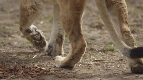 Lion Paws Walking Dirt Slow Motion — Video Stock