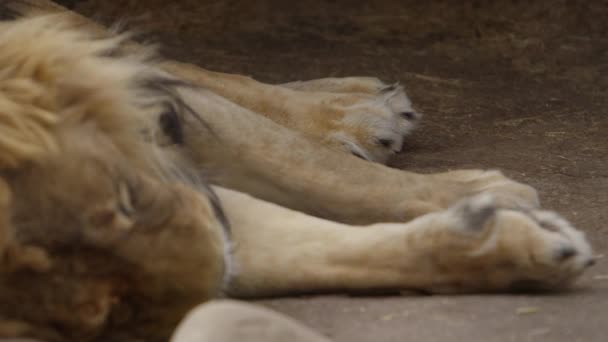 Sleeping Lion Rack Focus Paws Face — Video Stock