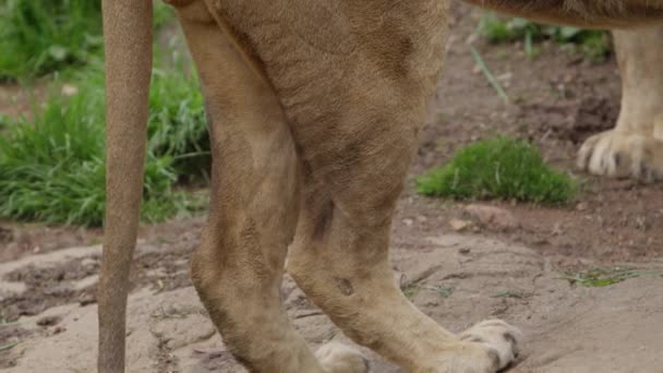 Close Lion Hind Legs Head — Video