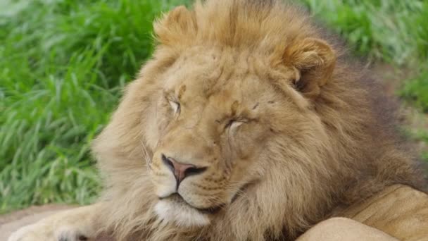 King Jungle Lion Enjoying Breeze — Stockvideo