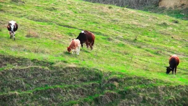 Kühe Fressen Gras Auf Einem Hügel Ländliche Landschaft — Stockvideo