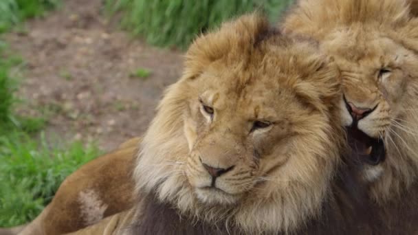 Lion Brothers Playfully Fight Slow Motion — Stockvideo