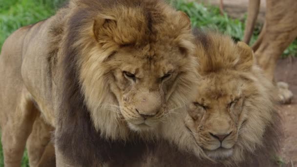 Lion Brothers One Patrol One Sleeping — Vídeos de Stock