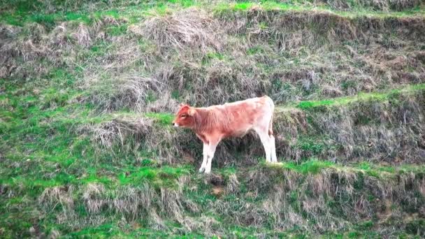 Cows Eating Grass Hill Country Scenery — Stock Video