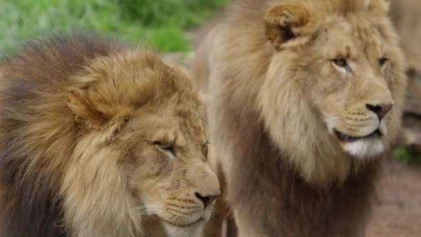 Lion Frères Sur Patrouille Rack Focus Ralenti — Video