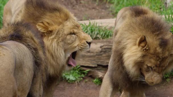 Lion Frères Bâillant Ralenti — Video
