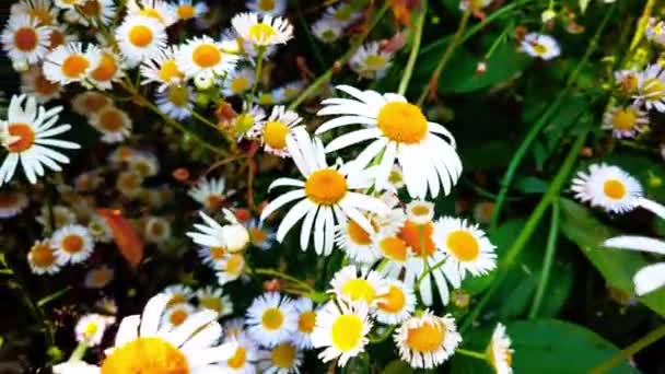 Close Shot Blooming Daisy Flowers — Stok Video