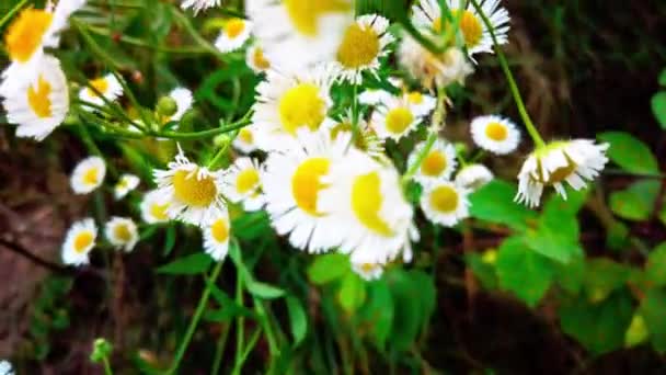 Close Shot Blooming Daisy Flowers — Stok Video