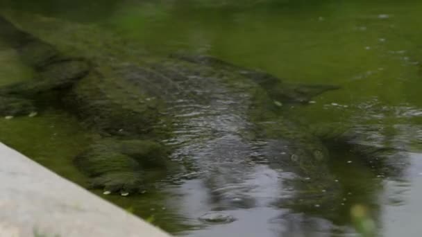 American Alligator Public Canal Waiting Prey — Stock video