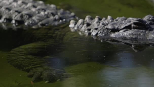 Alligator Patiently Waiting Prey Out Focus — Stock Video