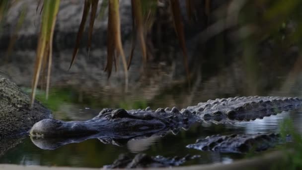 Caimanes Esperan Presa Con Hermoso Reflejo Selva Pantano — Vídeos de Stock