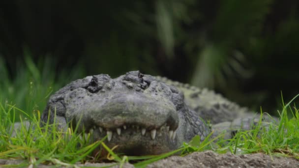 American Alligator Low Angle Canal Edge — Stockvideo