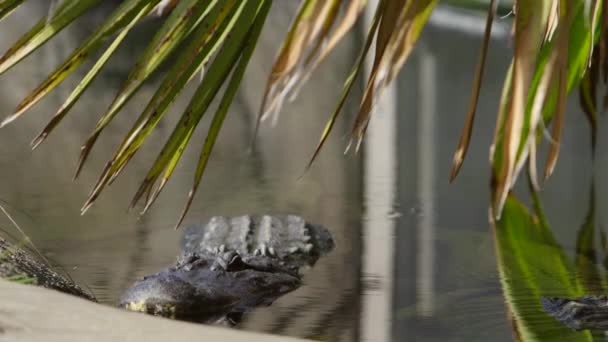Alligator Resting River Bank — Stok video