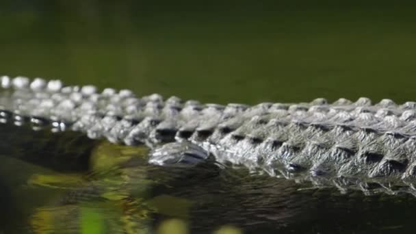 Alligator Scales While Rests Water — Stock Video