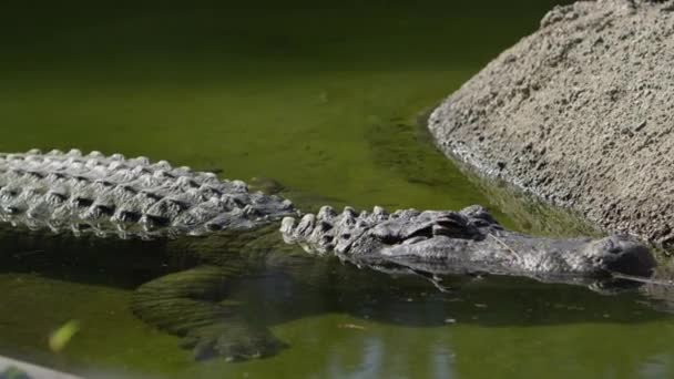 Αλιγάτορας Που Περιμένει Στήσει Ενέδρα Στην Όχθη Του Ποταμού — Αρχείο Βίντεο